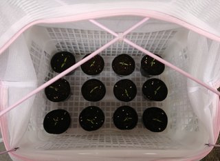 ＊ミニトマトの再生栽培＊