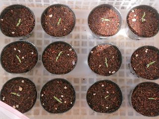 ＊ミニトマトの再生栽培＊