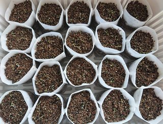 ＊ミニトマトの再生栽培＊