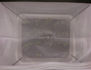 ＊ミニトマトの再生栽培＊