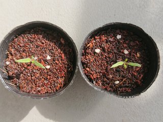 ＊ミニトマトの再生栽培＊