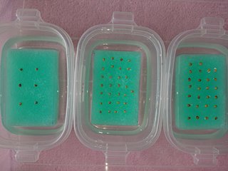 ＊ミニトマトの再生栽培＊