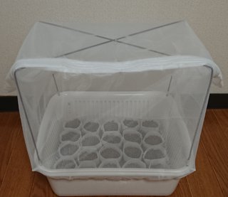 ＊ミニトマトの再生栽培＊