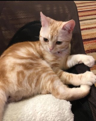 インスタグラマー