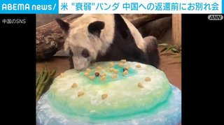 米動物園の“衰弱パンダ”、中国返還前に元気な姿を披露 お別れ会には市民500人駆けつけ