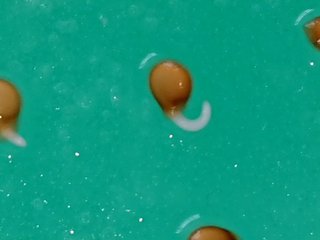 ＊ミニトマトの再生栽培＊