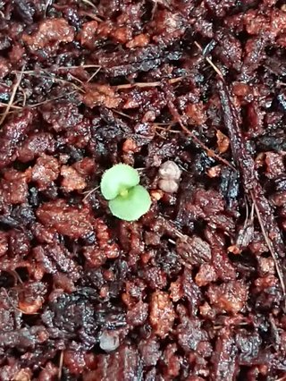 ＊ミニトマトの再生栽培＊