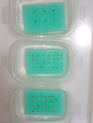 ＊ミニトマトの再生栽培＊