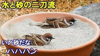庭にスズメの砂浴び＆水浴び場を作ったら…野鳥が押し寄せる人気スポットに…120万再生突破