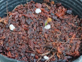 ＊ミニトマトの再生栽培＊