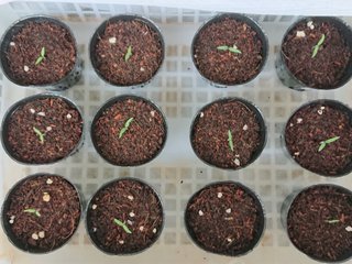 ＊ミニトマトの再生栽培＊