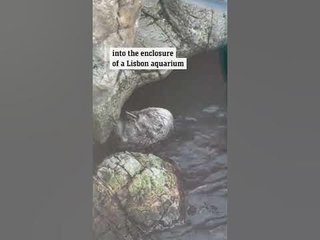 ラッコの水槽にiPhoneを落としてしまい、ラッコにより徹底的に叩き割られる