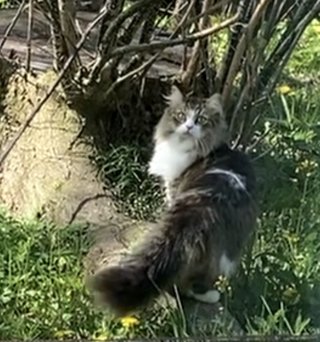 猫について何でもどうぞ【ねこ総合】