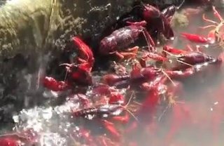 食費に困っているのですが用水路のザリガニって美味しく食べられますか？