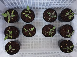 ＊ミニトマトの再生栽培＊