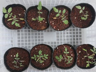 ＊ミニトマトの再生栽培＊