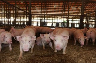 豚が突進、作業中の男性けが　どの豚が？「トンだ事案」　沖縄本島南部