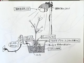 ハーブの水耕栽培をしたいのですが