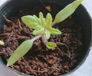 ＊ミニトマトの再生栽培＊