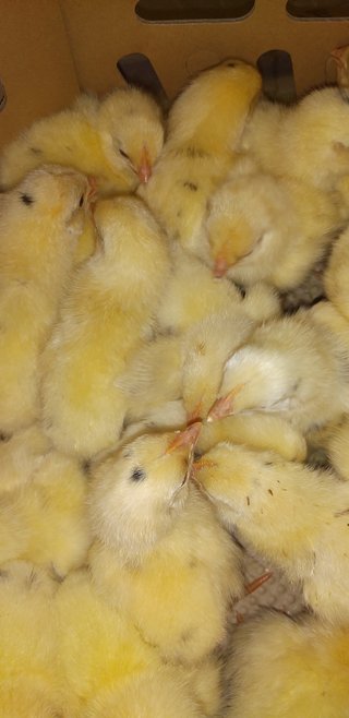 今日の予定おしえてー