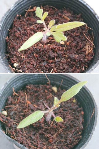 ＊ミニトマトの再生栽培＊