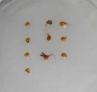 ＊ミニトマトの再生栽培＊