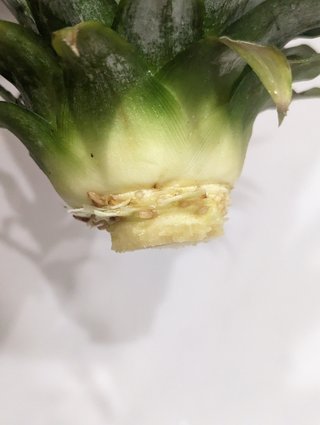 アボカドの中の種を土に埋めたら