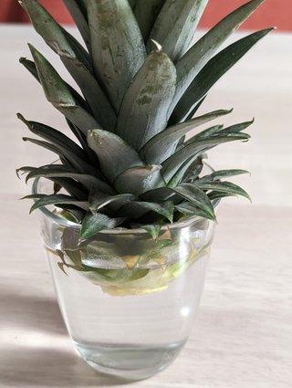 アボカドの中の種を土に埋めたら