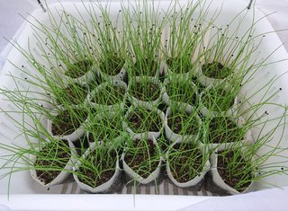 ＊ミニトマトの再生栽培＊