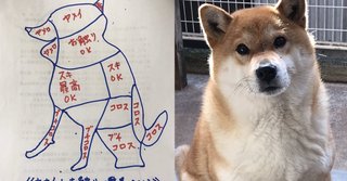 愛犬の「お触り一覧表」は…スキ→ヤメイ→コロス!?　分かりやすい取扱説明書に犬飼いさんからの共感