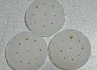 ＊ミニトマトの再生栽培＊