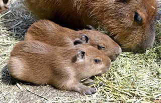 父は「シャア」母「こしあん」なので…カピバラ赤ちゃんの名は「セイラ」と「ヨウカン」