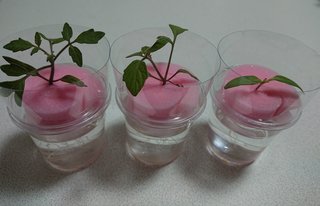 ＊ミニトマトの再生栽培＊