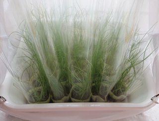 ＊ミニトマトの再生栽培＊