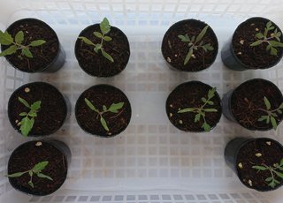 ＊ミニトマトの再生栽培＊