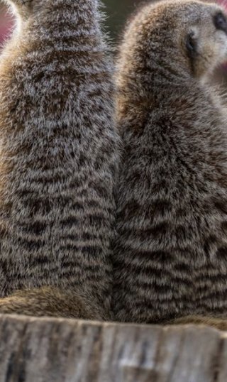 ミーアキャットの背中見るとゾクゾクする