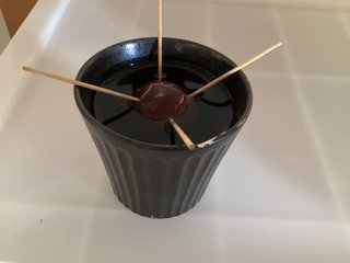 アボカドの中の種を土に埋めたら