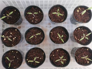 ＊ミニトマトの再生栽培＊