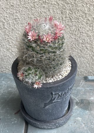 &#x{11:F8E2};なんでもいｰから&#x{11:F8E2};