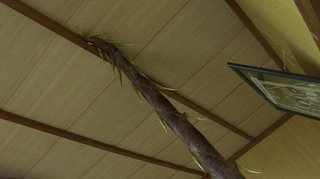 「集会所が荒らされた！」畳はめくれ机が散乱…犯人は「タケノコ」成長力にびっくり【島根発】