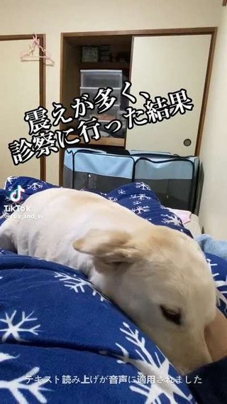 元保護犬が夜になると震えるので病院に行ったら…思わぬ理由