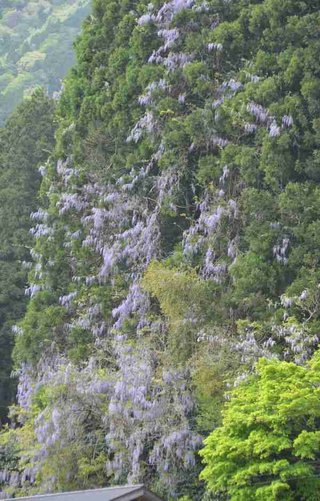 「藤の花は山の悲鳴」　美しさの裏にも目を向けて　京都・南丹の山林から