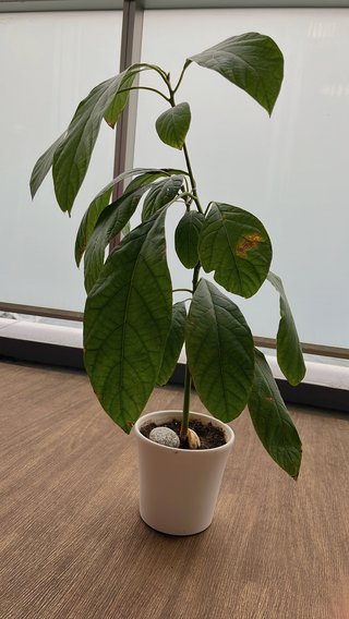 アボカドの中の種を土に埋めたら