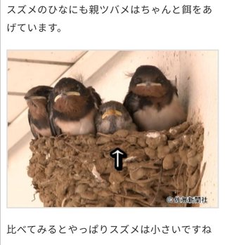 鳥好きさん、いませんか？