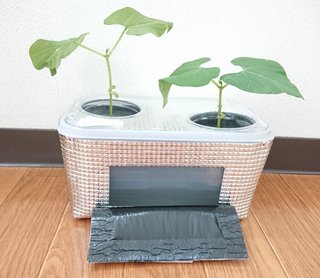 ＊ミニトマトの再生栽培＊