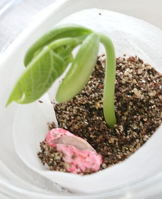 ＊ミニトマトの再生栽培＊