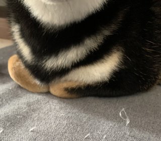 犬や猫のおてて見せて