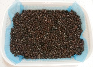 ＊ミニトマトの再生栽培＊