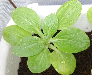 ＊ミニトマトの再生栽培＊