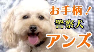 トイプードルのアンズに感謝状 行方わからない女性を発見